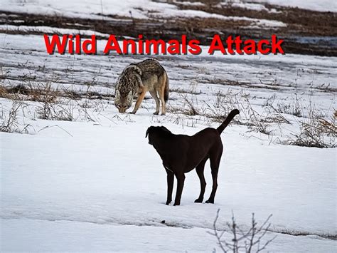 Wild Animals Attack - Emergency Animal Care Braselton