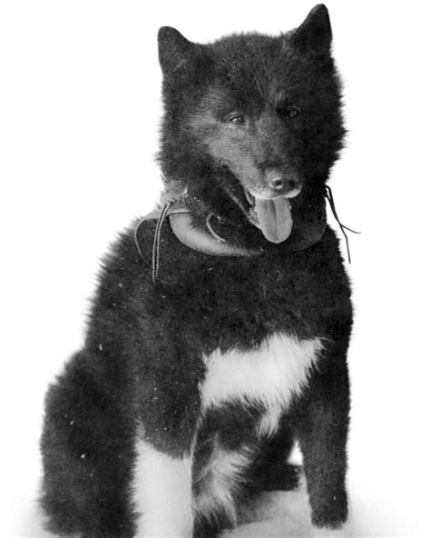 Balto Siberian Husky Dog 8X10 Photo Picture Image Nome Alaska sled ...