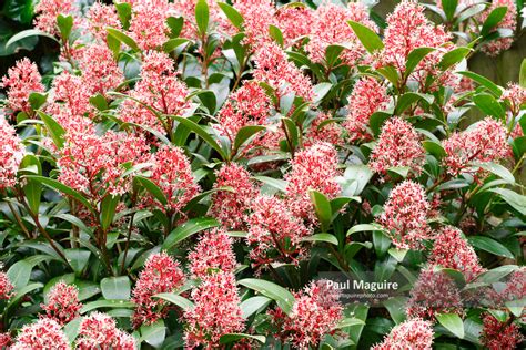 Stock photo - Skimmia - Paul Maguire