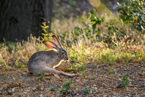 Black-tailed Jackrabbit, Stanford University, 2020-05-15 (DSC_2983) | Yifei Photography