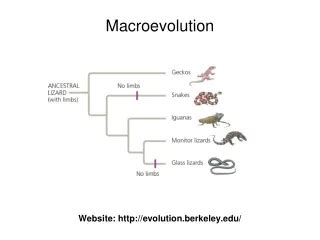 PPT - MACROEVOLUTION - Speciation PowerPoint Presentation, free ...