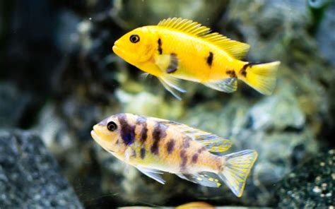 How to Tell Mbuna Cichlid Male or Female? - VIVO Pets