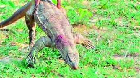 Hyderabad: Old wives tales spur lizard meat sales