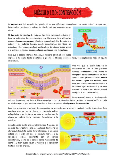 Contracción del músculo liso (recuperado de YouTube) - Recuperado de: - Studocu