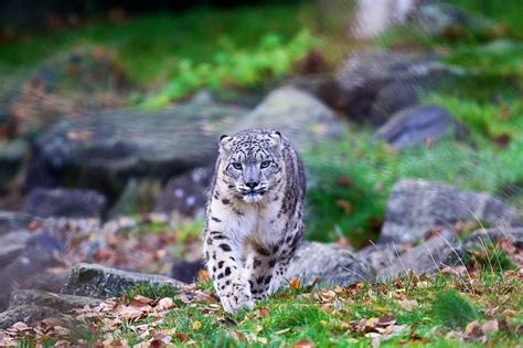 24 Hours in Dublin Zoo - Dublin Zoo