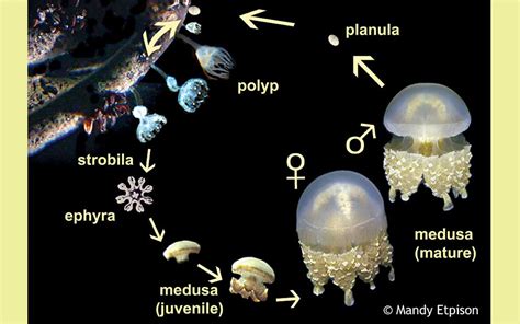 Jellyfish Lake - Coral Reef Research Foundation