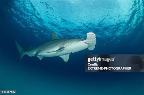 Hammerhead Shark Eyes Photos and Premium High Res Pictures - Getty Images