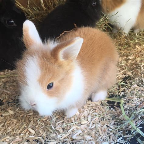 Baby lionhead rabbits | in Loftus, North Yorkshire | Gumtree