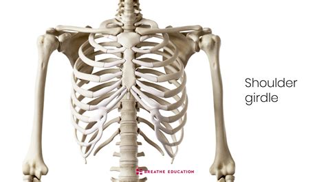 Pectoral Girdle Anatomy