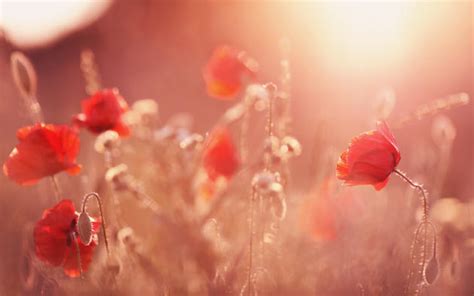 Poppy field in the sunset wallpaper | Wallpaper Wide HD