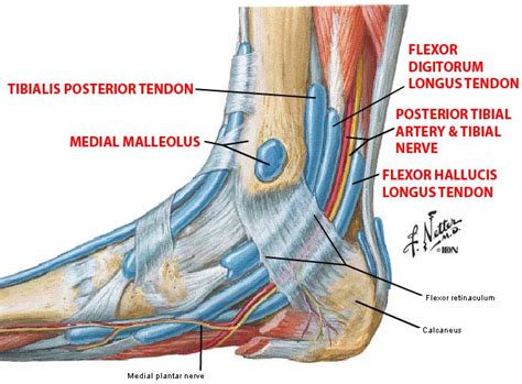 Rehabilitation from Endoscopic Gastroc/Soleus Recession Surgery