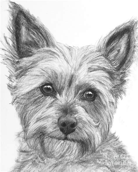 Yorkie Drawing Drawing by Kate Sumners