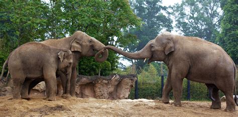 Messing At Dublin Zoo | Broadsheet.ie