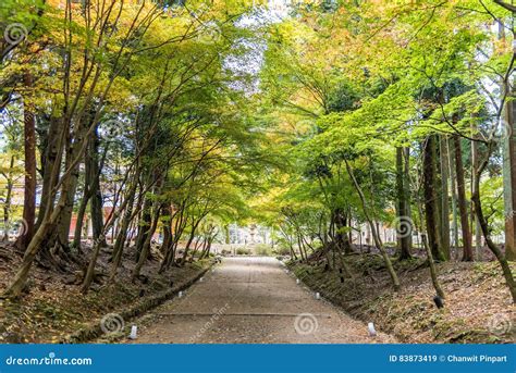 Tree Tunnel Consisting of Maple Trees Along a Path in a Autumn Forest ...