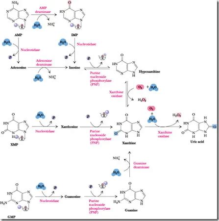 Purine Catabolism and its Uric Acid formation