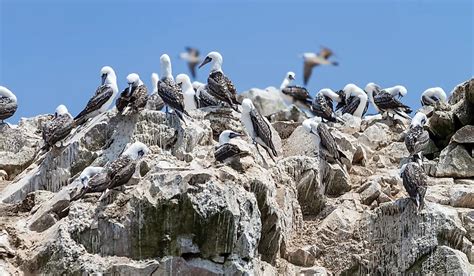 Guano - The bird excreta that almost started a World War