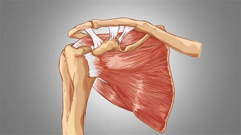 Subacromial Impingement Test