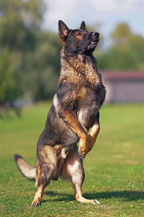 The sable german shepherd top facts guide – Artofit