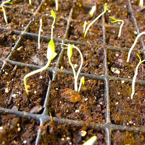 Germinating tomato seeds: indoor seed starting- Farm to Jar Food