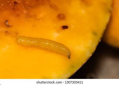 485 Fruit Fly Larvae Images, Stock Photos & Vectors | Shutterstock