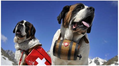 Swiss resort Zermatt ends St Bernard dog tourist photos - BBC News