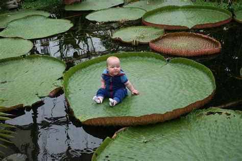 Floatin' on a lily pad! Victoria Amazonica water plant | Lily pads, Water lily, Water plants