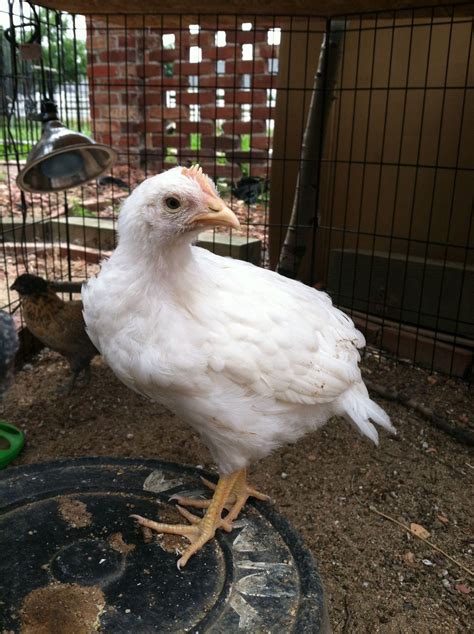 Help sex white leghorn 6 weeks | BackYard Chickens - Learn How to Raise Chickens