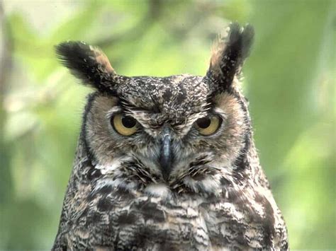 Owl Meaning | Owl Symbolism | Great Horned Owl - PowWows