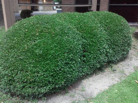 Bush, Shrub & Hedge Trimming - Sod Installation & Landscape Design ...