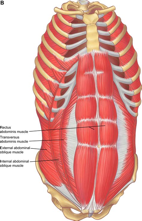 The Anatomy of the Ribs and the Sternum and Their Relationship to Chest ...