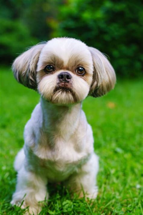 Shih tzu dog with short haircut portrait on green lawn background #shihtzu | Shih tzu puppy ...