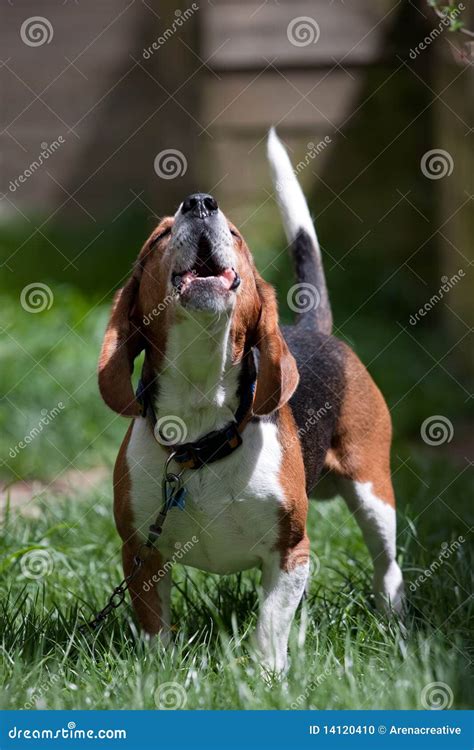 Beagle Dog Barking Stock Photo - Image: 14120410