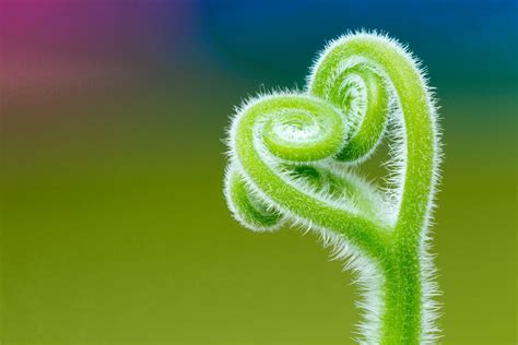 Download Fern Macro Nature Plant 4k Ultra HD Wallpaper by sophiaspurgin