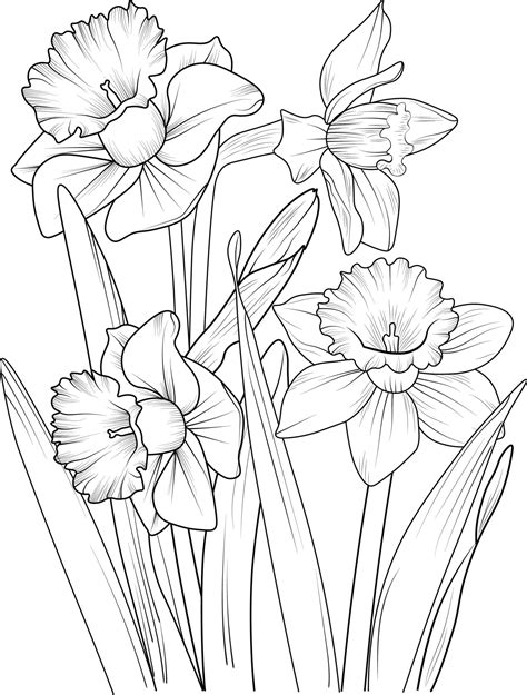 A hand-drawn daffodil flower coloring book of vector illustration artistic, blossom flowers ...