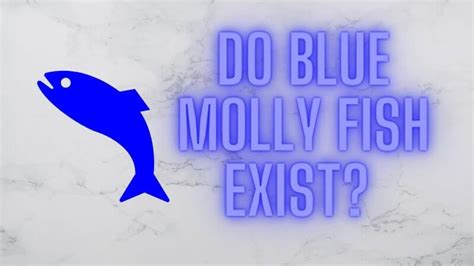 Blue Molly Fish