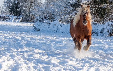 🔥 [50+] Horse in Snow Wallpapers Desktop | WallpaperSafari