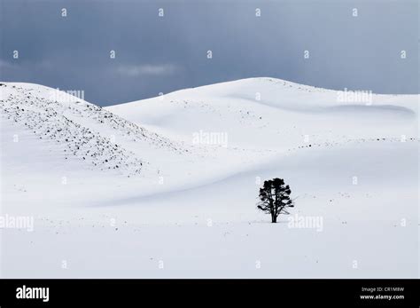 Hayden Valley tree winter snow Yellowstone national park Stock Photo ...