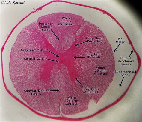 Spinal Cord Cross Section Slide Histology 5248 | The Best Porn Website