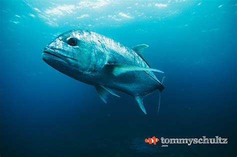 Big Fish, Blue Water: A Raja Ampat Dive Gallery