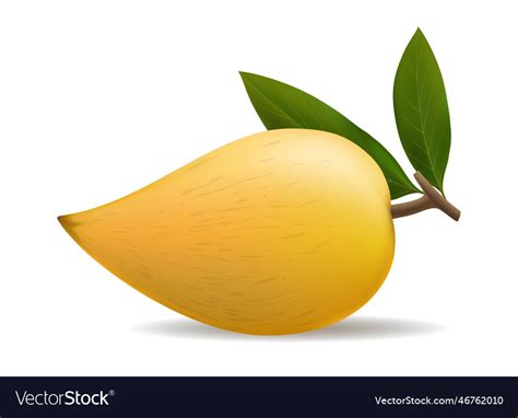 Pouteria lucuma close-up fruit Royalty Free Vector Image