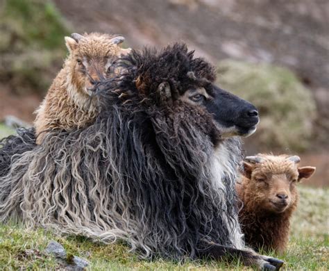 Faroe Island Sheep – PhotoPXL