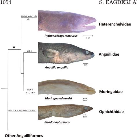 Cephalic morphology of Pythonichthys macrurus (Heterenchelyidae: Anguilliformes ...