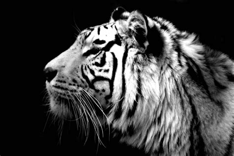 White Tiger Wallpapers - Wallpaper Cave