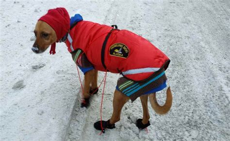 dog dressed warm in snow and cold weather - Canine Campus Dog Daycare ...