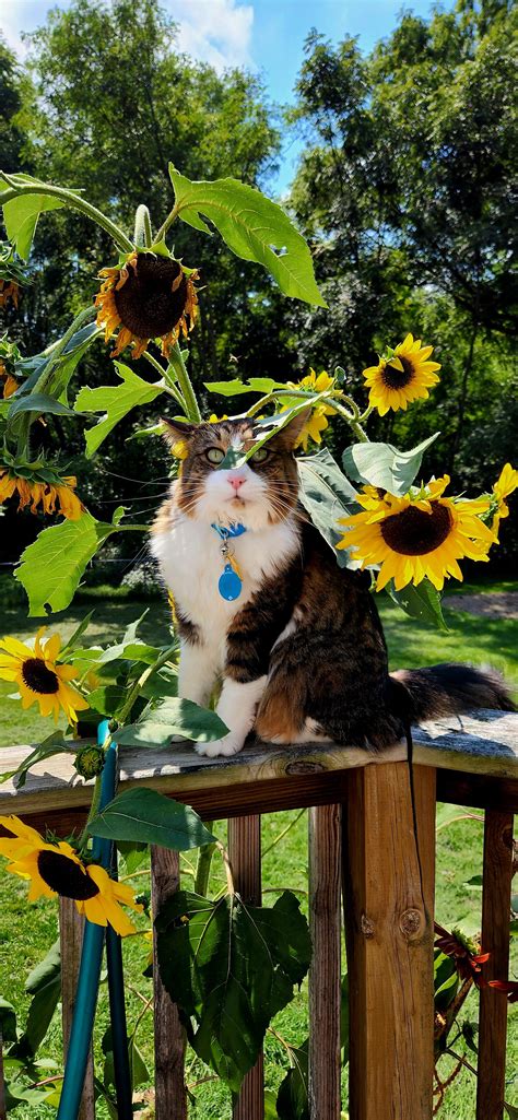 (OC) Our cat discovered the Sunflowers today. : r/aww