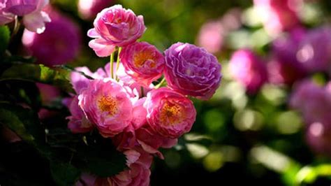Propagation methods of Multiflora Rose - RayaGarden