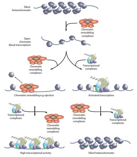 Chromatin remodeling