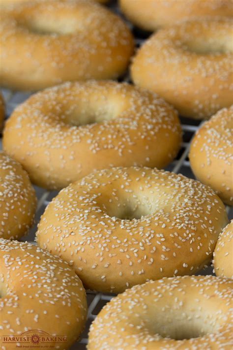 Sesame Seed Bagels - Harvest Baking