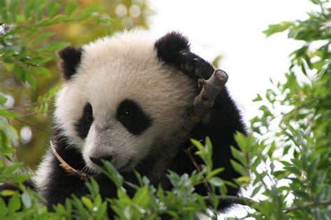 File:Su Lin giant panda bear cub at the San Diego Zoo.jpg - Wikimedia ...