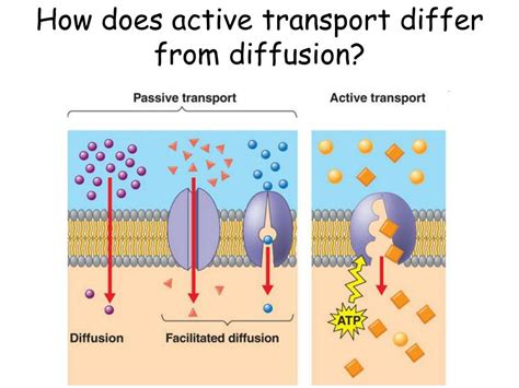 PPT - FACILITATED DIFFUSION PowerPoint Presentation, free download - ID ...